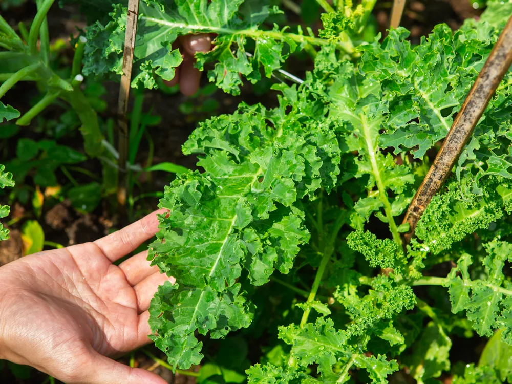 kale สดจากสวน